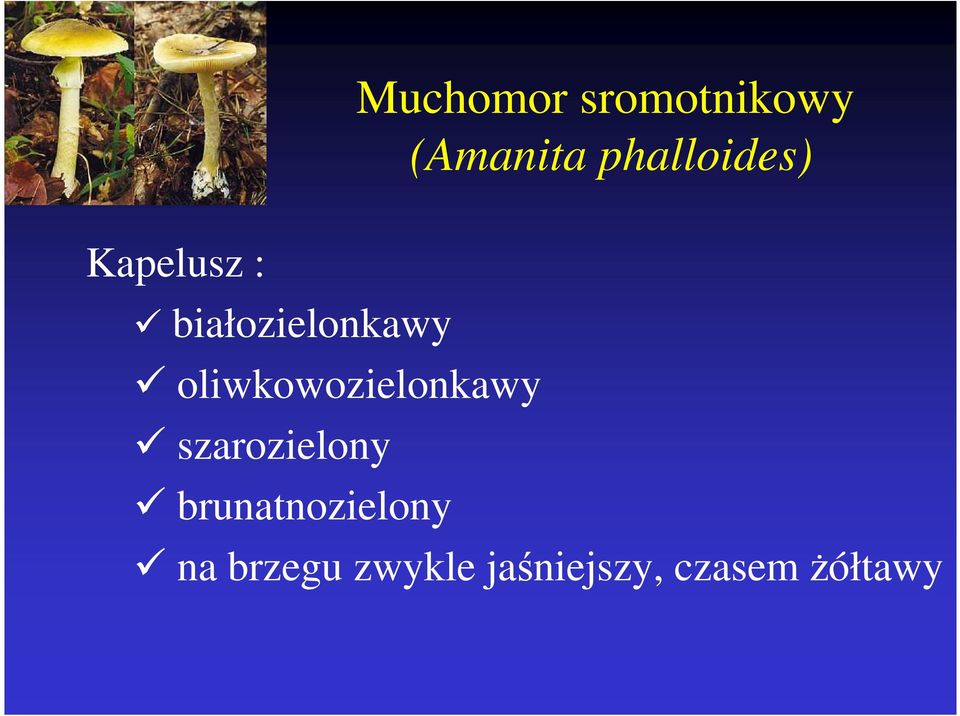 oliwkowozielonkawy szarozielony
