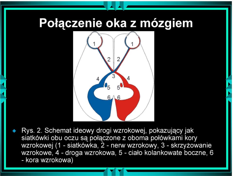 połączone z oboma połówkami kory wzrokowej (1 - siatkówka, 2 - nerw