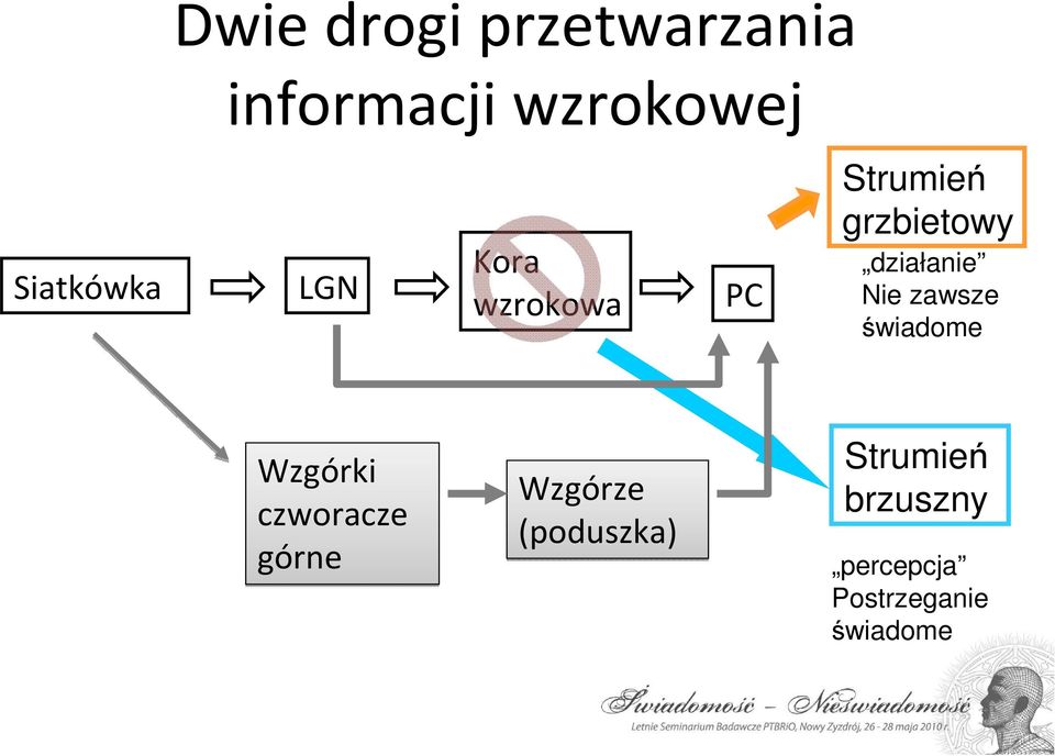 działanie Nie zawsze świadome Wzgórki czworacze górne