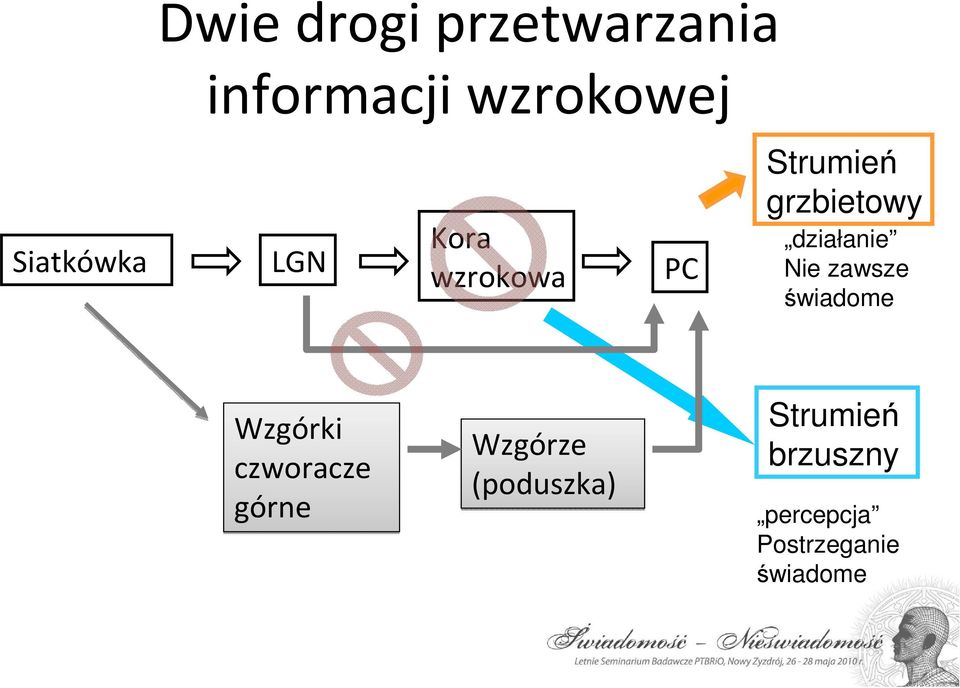 działanie Nie zawsze świadome Wzgórki czworacze górne