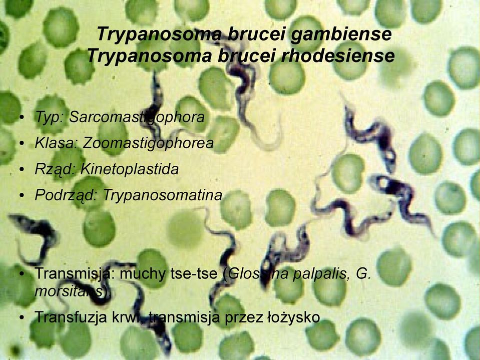 Kinetoplastida Podrząd: Trypanosomatina Transmisja: muchy