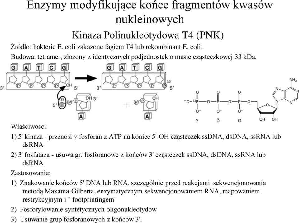 Właściwości: 1) 5' kinaza - przenosi g-fosforan z ATP na koniec 5'-OH cząsteczek ssdna, dsdna, ssrna lub dsrna 2) 3' fosfataza - usuwa gr.