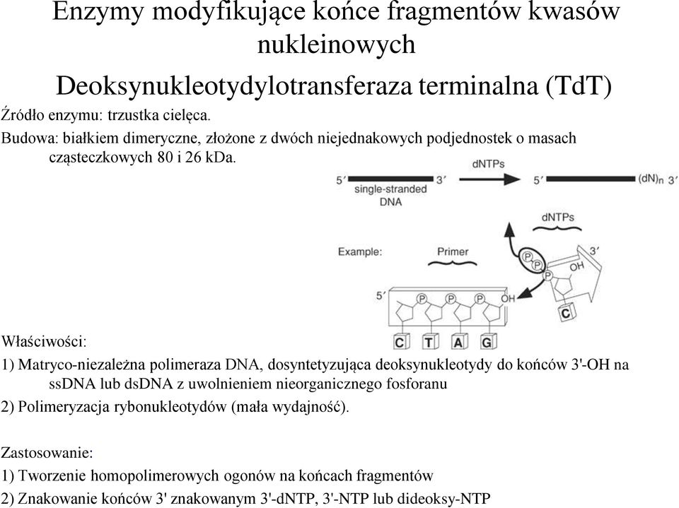 Właściwości: 1) Matryco-niezależna polimeraza DNA, dosyntetyzująca deoksynukleotydy do końców 3'-OH na ssdna lub dsdna z uwolnieniem nieorganicznego