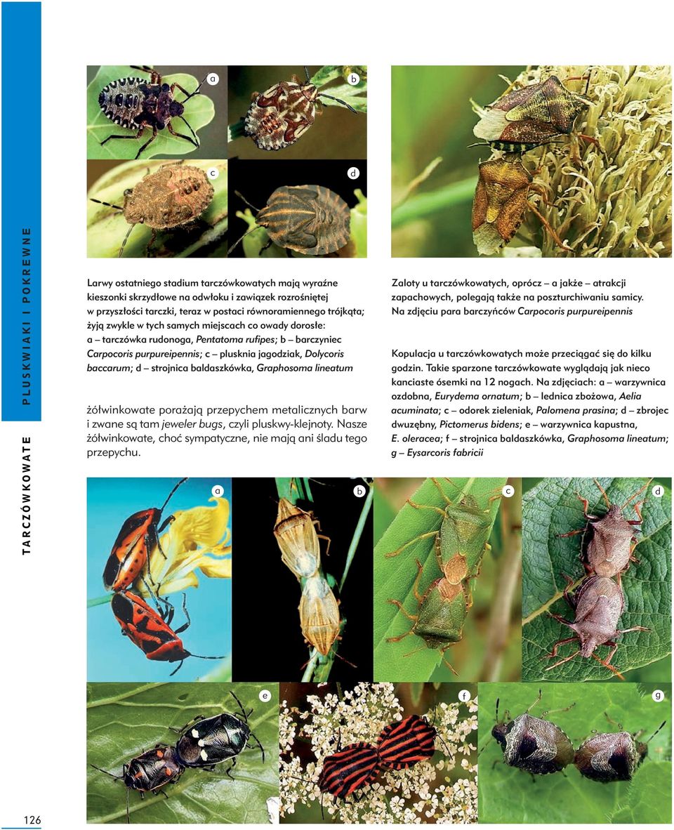 Graphosoma lineatum żółwinkowate porażają przepychem metalicznych arw i zwane są tam jeweler ugs, czyli pluskwy-klejnoty. Nasze żółwinkowate, choć sympatyczne, nie mają ani śladu tego przepychu.