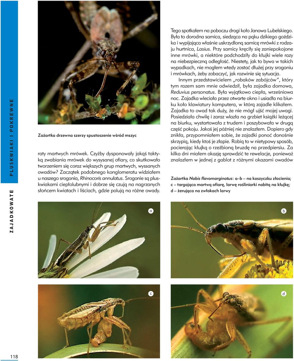 Zaczątek podonego konglomeratu widziałem u naszego srogonia, Rhinocoris annulatus.