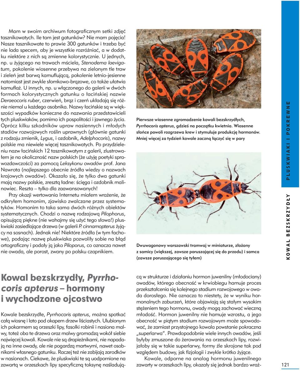 u żyjącego na trawach mściela, Stenodema laevigatum, pokolenie wiosenne przeywa na zielonym tle traw i zieleń jest arwą kamuflującą, pokolenie letnio-jesienne natomiast jest zwykle słomkowo-rązowe,