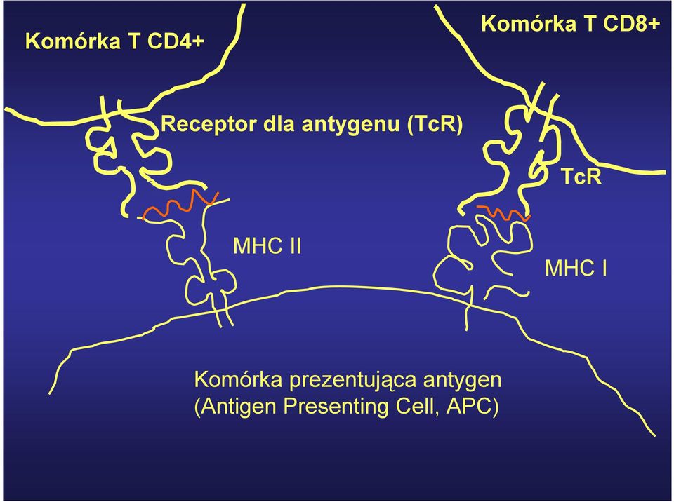 MHC II MHC I Komórka prezentująca