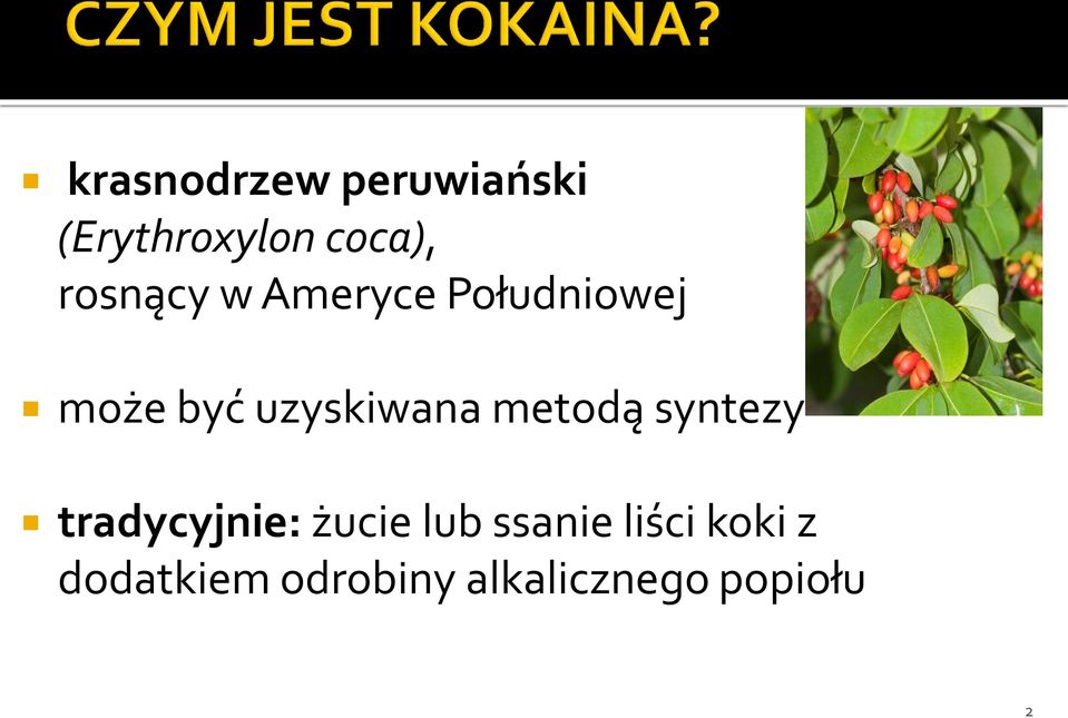 uzyskiwana metodą syntezy tradycyjnie: żucie lub