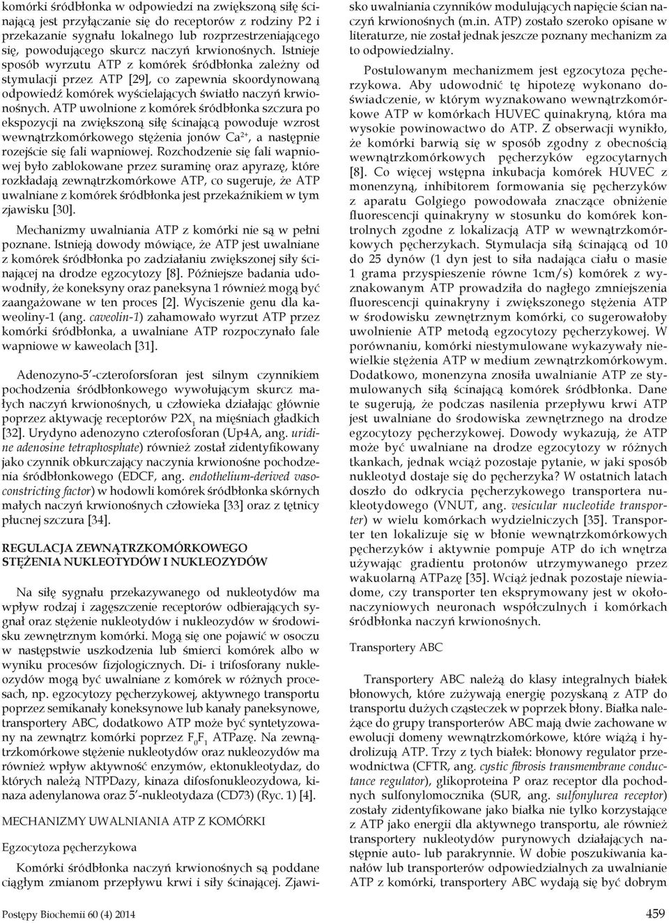 ATP uwolnione z komórek śródbłonka szczura po ekspozycji na zwiększoną siłę ścinającą powoduje wzrost wewnątrzkomórkowego stężenia jonów Ca 2+, a następnie rozejście się fali wapniowej.