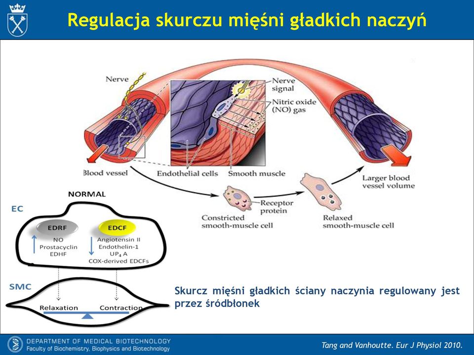 naczynia regulowany jest przez