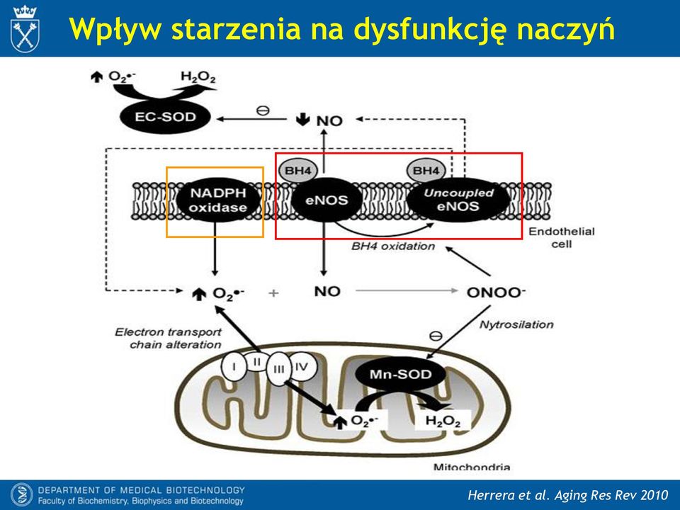 naczyń Herrera et