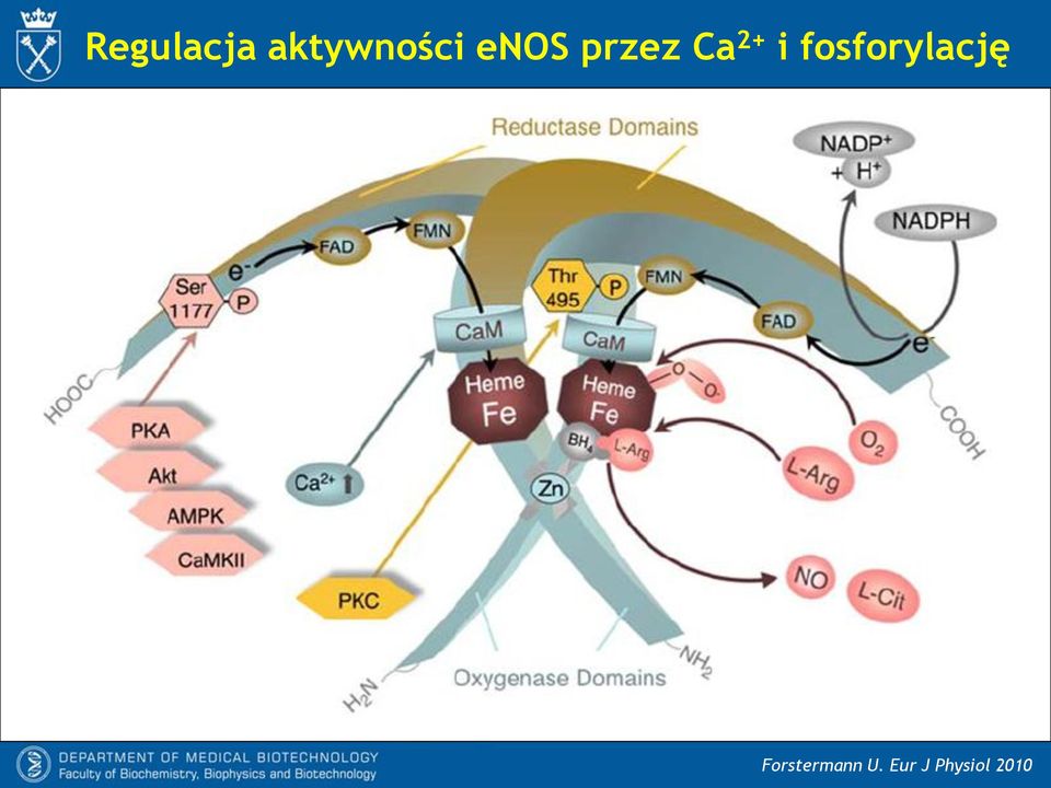 fosforylację