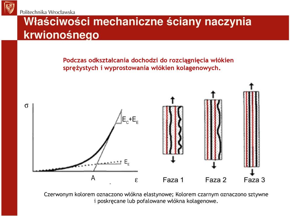 wyprostowania włókien kolagenowych.