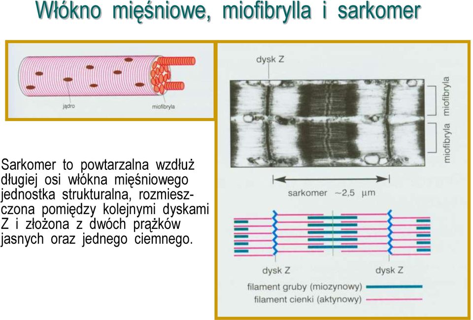 mięśniowego jednostka strukturalna, rozmieszczona pomiędzy