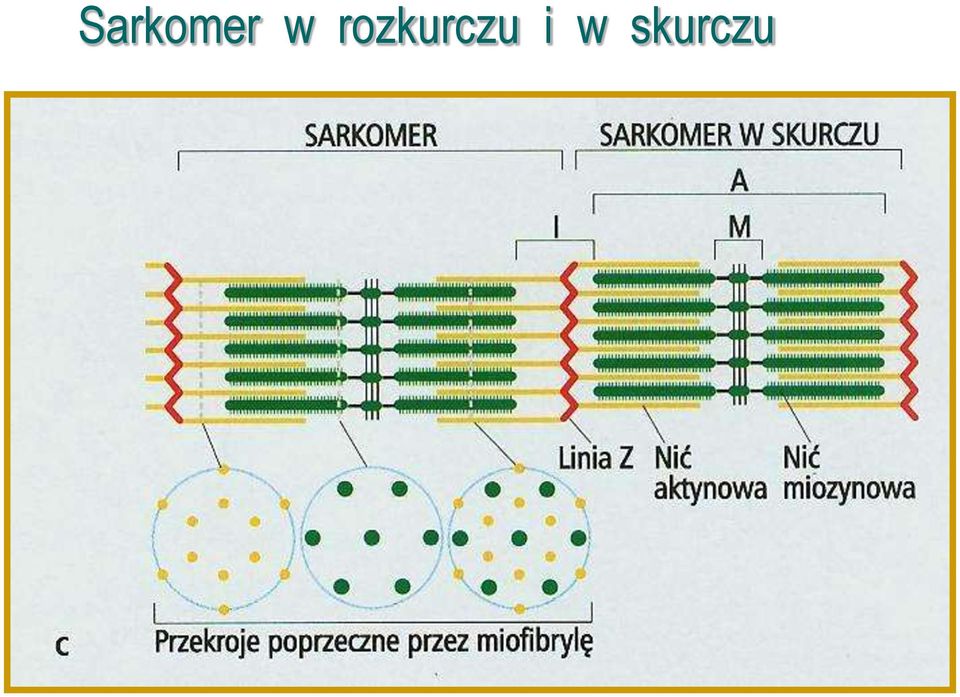 rozkurczu