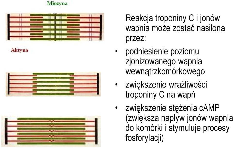 zwiększenie wrażliwości troponiny C na wapń zwiększenie stężenia