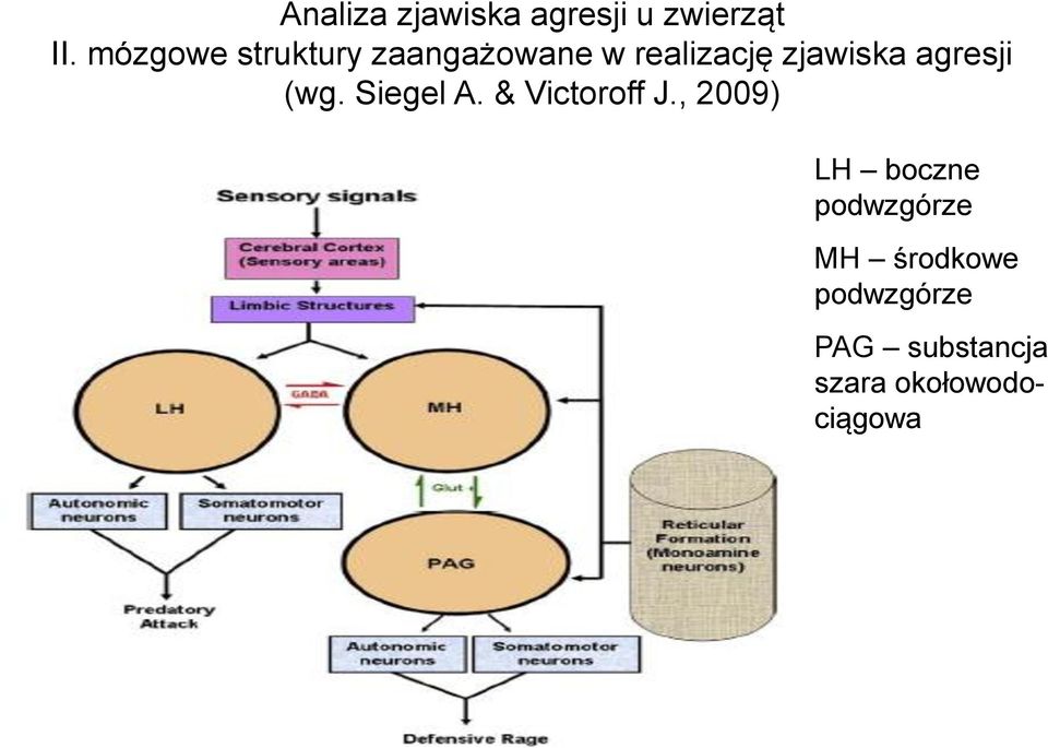 agresji (wg. Siegel A. & Victoroff J.