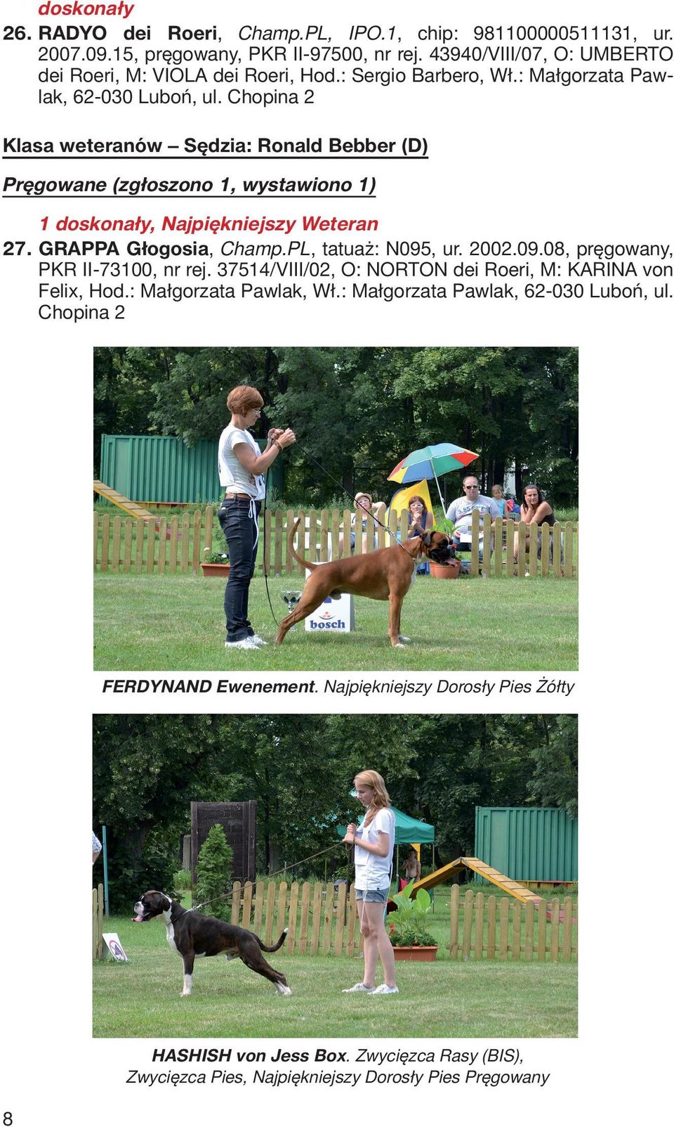 Chopina 2 Klasa weteranów Sędzia: Ronald Bebber (D) Pręgowane (zgłoszono 1, wystawiono 1) 1 doskonały, Najpiękniejszy Weteran 27. GRAPPA Głogosia, Champ.PL, tatuaż: N095