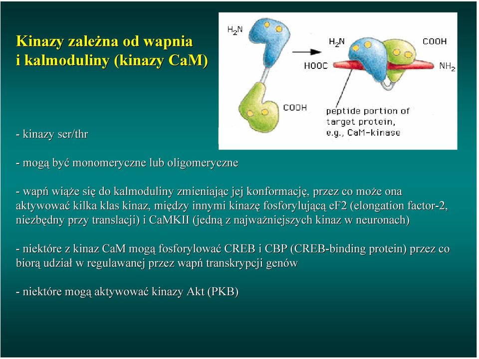 (elongation( factor-2, niezbędny przy translacji) i CaMKII (jedną z najważniejszych kinaz w neuronach) - niektóre z kinaz CaM mogą