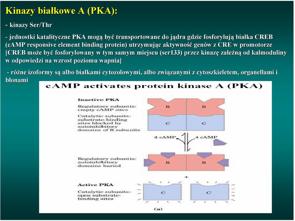 [CREB może być fosforylowany w tym samym miejscu (ser133) przez kinazę zależną od kalmoduliny w odpowiedzi na