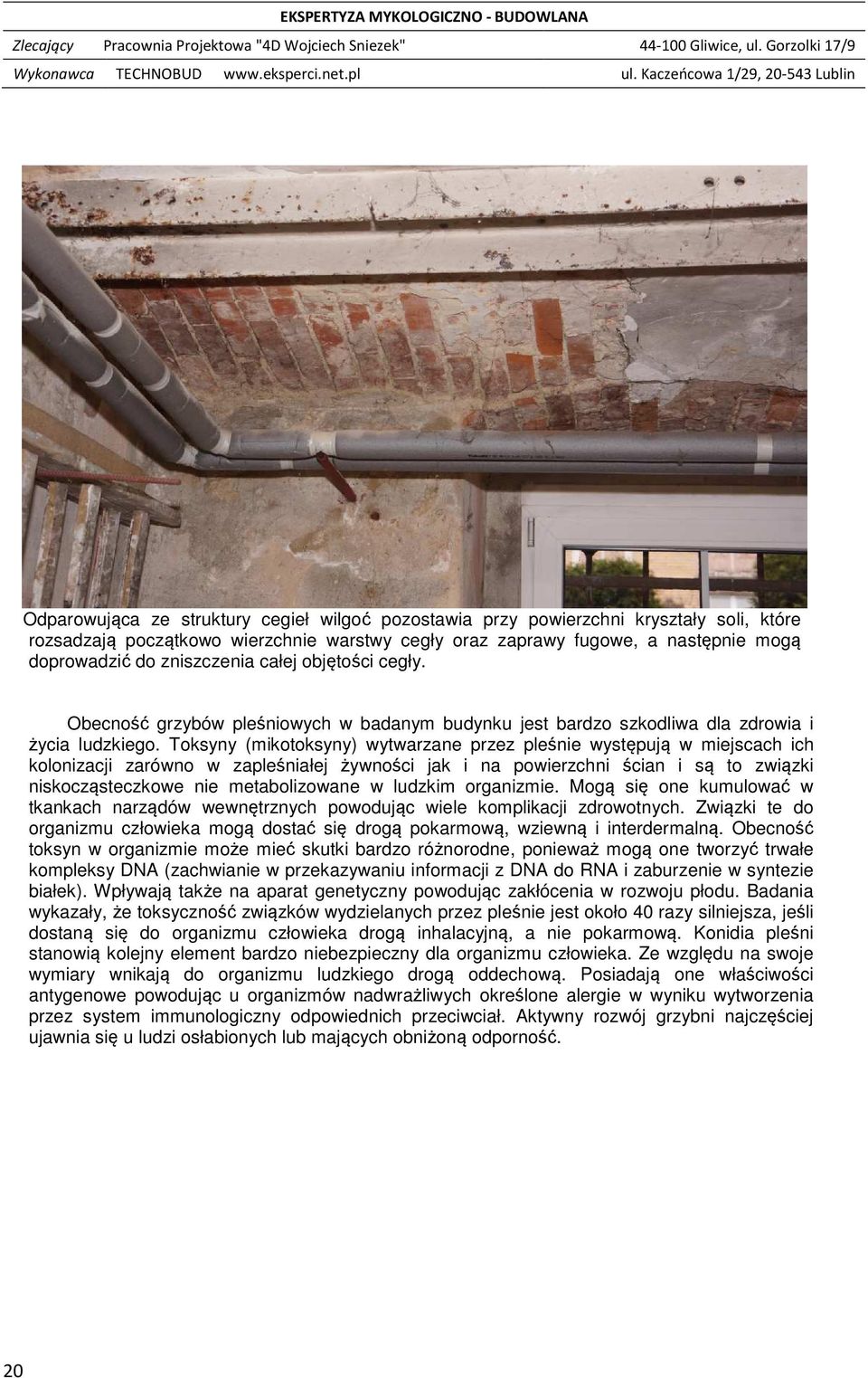 następnie mogą doprowadzić do zniszczenia całej objętości cegły. Obecność grzybów pleśniowych w badanym budynku jest bardzo szkodliwa dla zdrowia i życia ludzkiego.