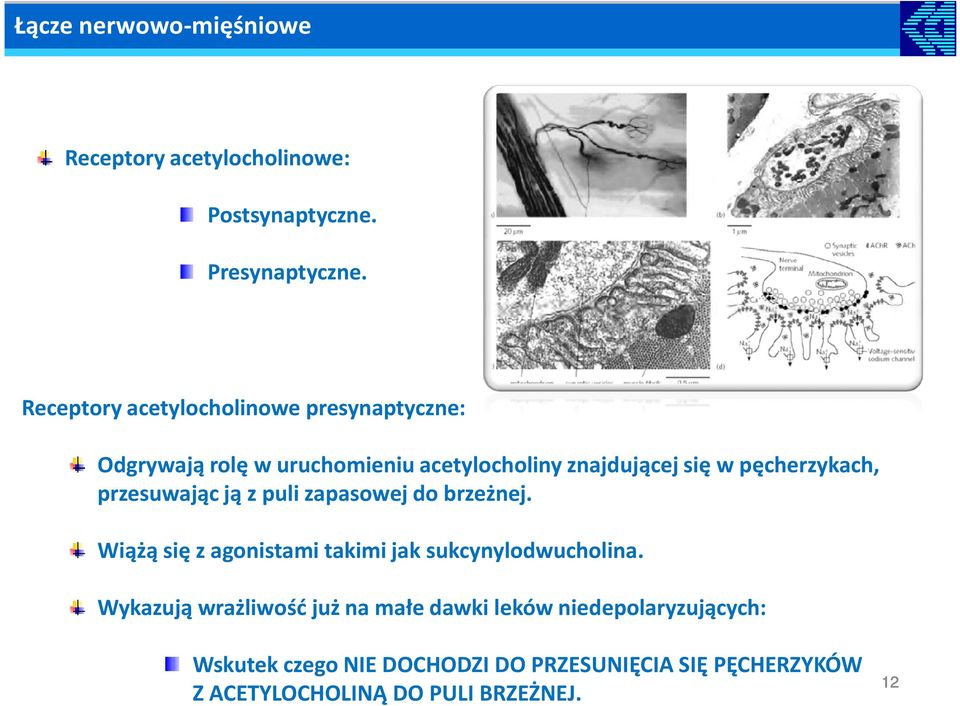 pęcherzykach, przesuwając ją z puli zapasowej do brzeżnej. Wiążą się z agonistami takimi jak sukcynylodwucholina.