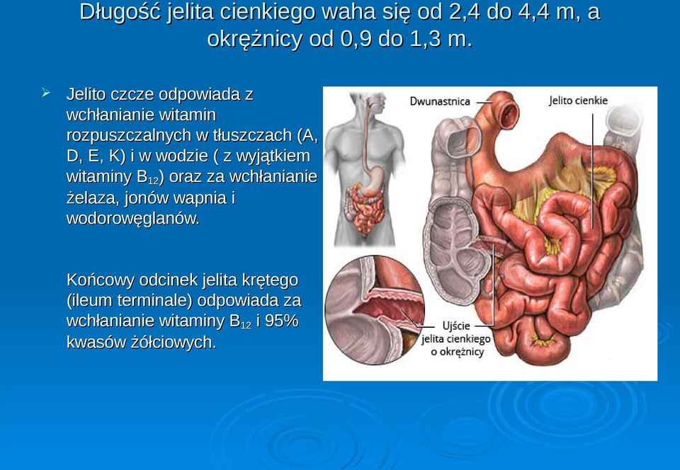 wodzie ( z wyjątkiem witaminy B12) oraz za wchłanianie żelaza, jonów wapnia i wodorowęglanów.