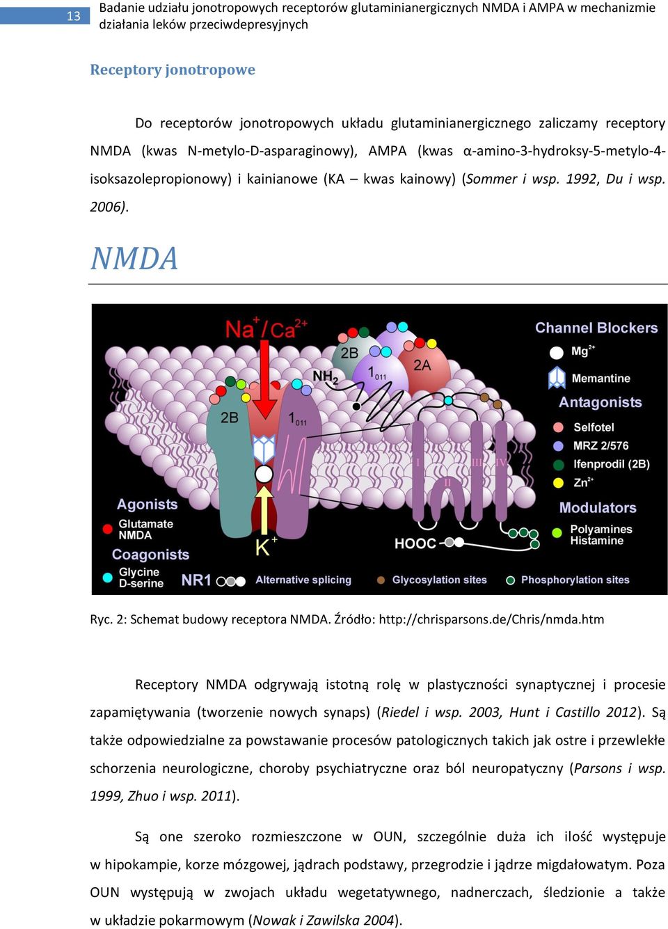 htm Receptory NMDA odgrywają istotną rolę w plastyczności synaptycznej i procesie zapamiętywania (tworzenie nowych synaps) (Riedel i wsp. 2003, Hunt i Castillo 2012).