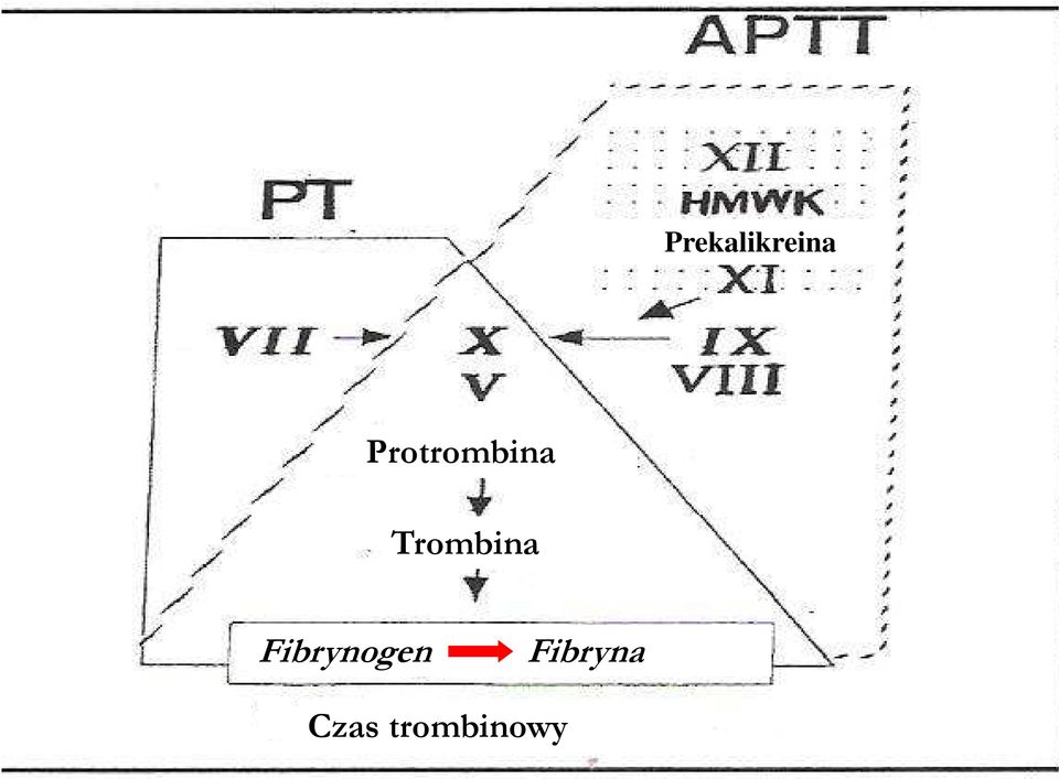 Trombina