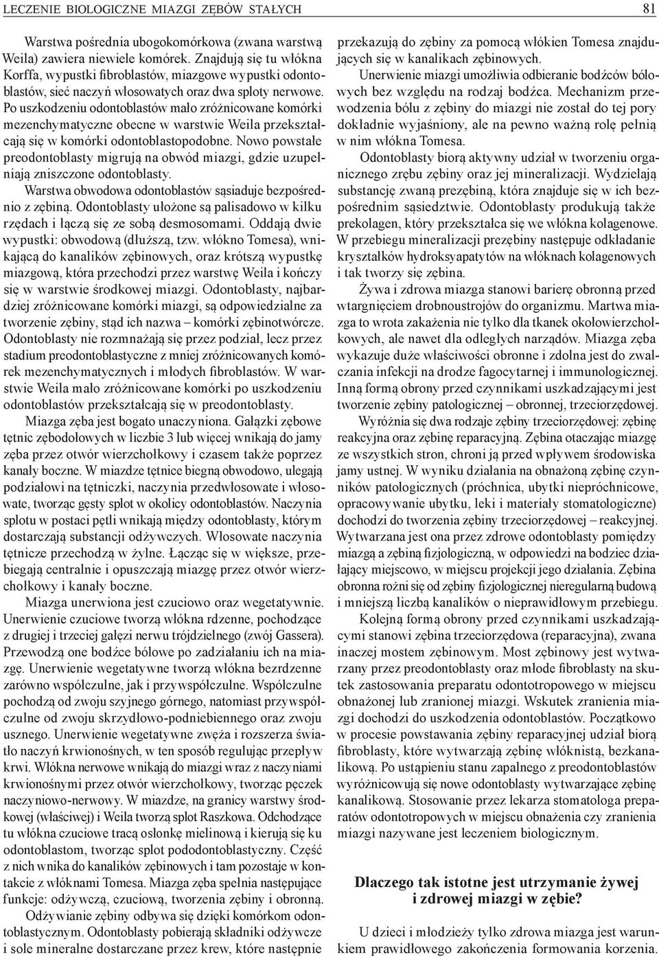 Po uszkodzeniu odontoblastów mało zróżnicowane komórki mezenchymatyczne obecne w warstwie Weila przekształcają się w komórki odontoblastopodobne.