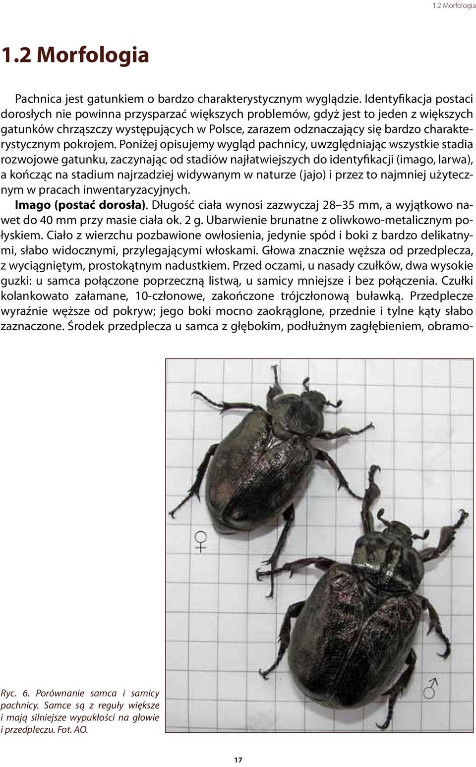 charakterystycznym pokrojem.
