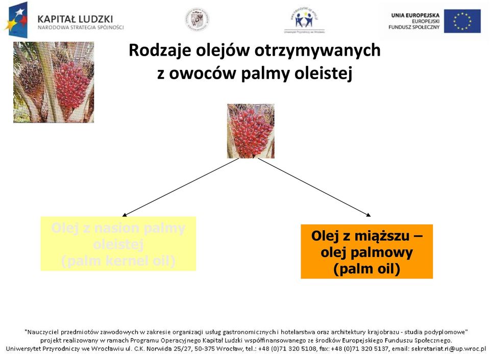 nasion palmy oleistej (palm kernel