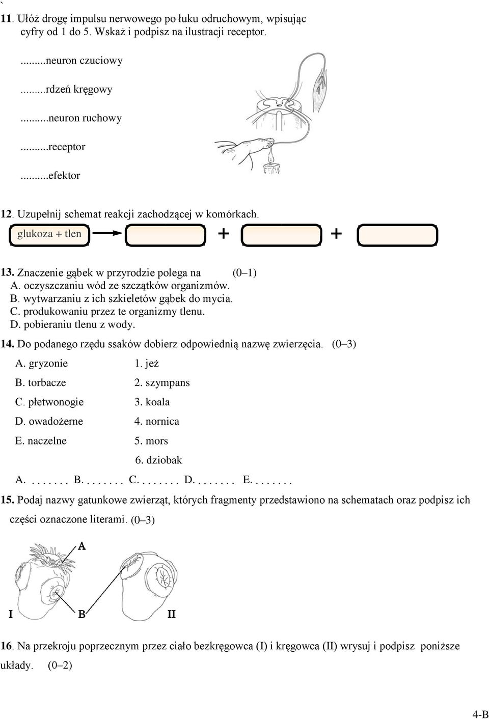 wytwarzaniu z ich szkieletów gąbek do mycia. C. produkowaniu przez te organizmy tlenu. D. pobieraniu tlenu z wody. 14. Do podanego rzędu ssaków dobierz odpowiednią nazwę zwierzęcia. (0 3) A.