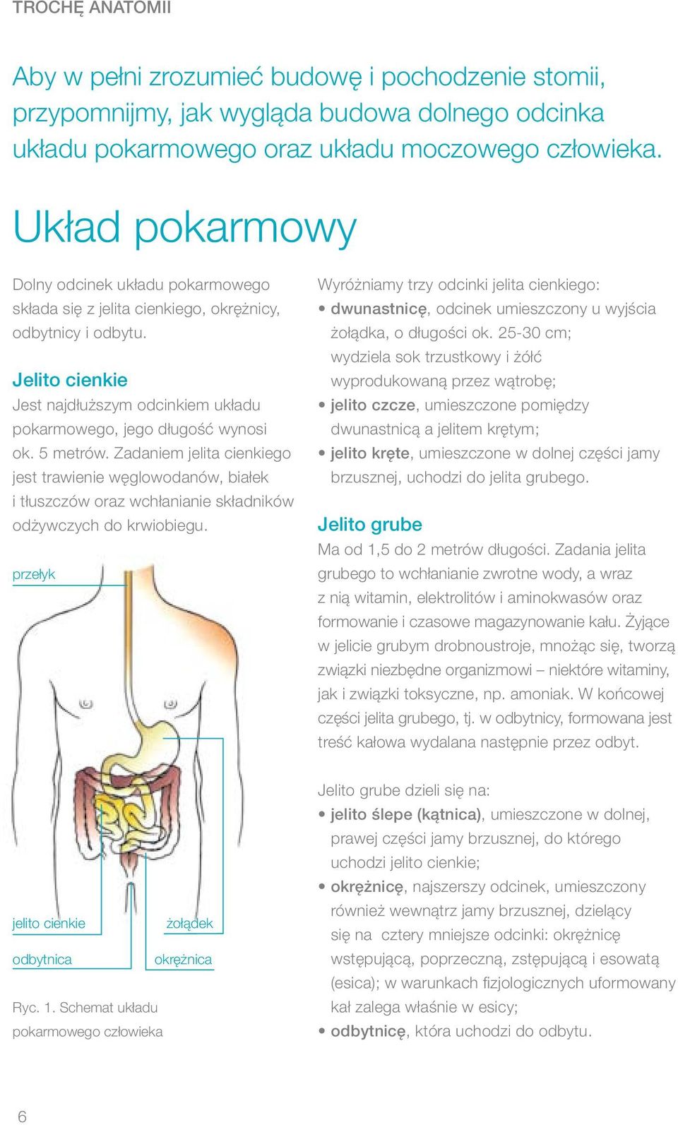 5 metrów. Zadaniem jelita cienkiego jest trawienie węglowodanów, białek i tłuszczów oraz wchłanianie składników odżywczych do krwiobiegu.