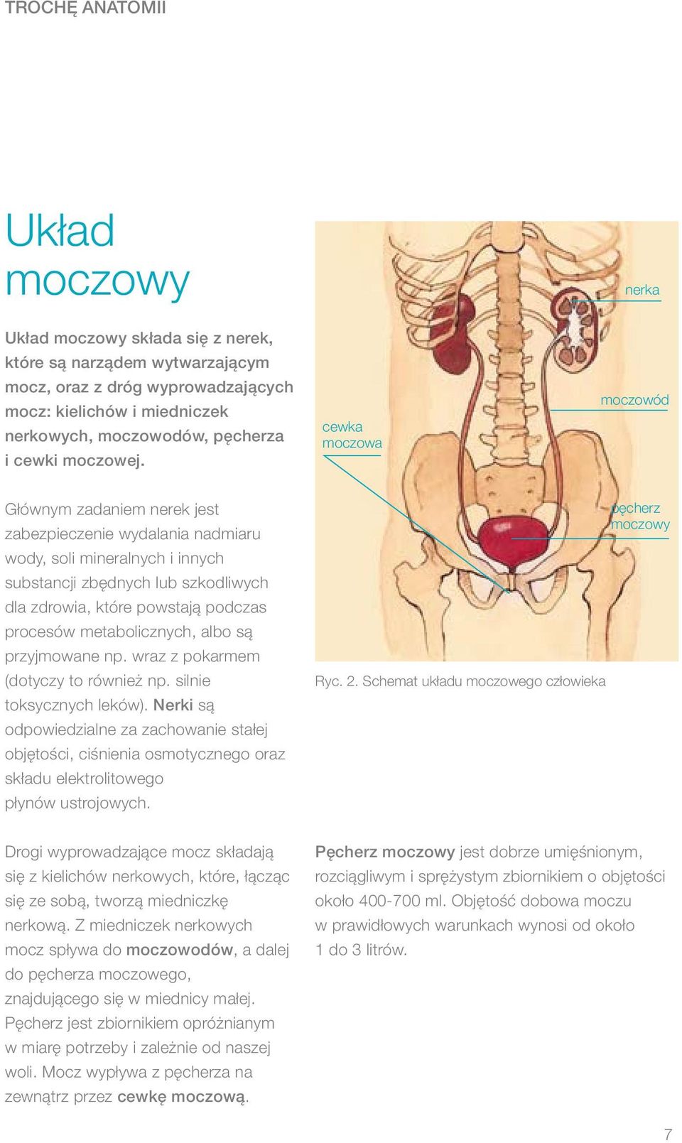 cewka moczowa moczowód Głównym zadaniem nerek jest zabezpieczenie wydalania nadmiaru wody, soli mineralnych i innych substancji zbędnych lub szkodliwych dla zdrowia, które powstają podczas procesów
