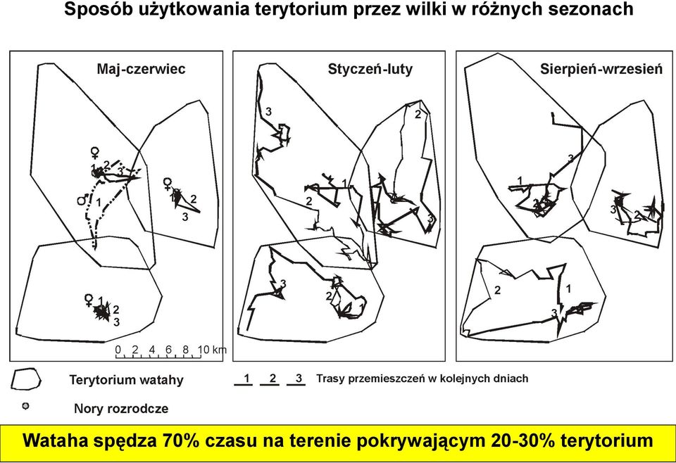 Wataha spędza 70% czasu na