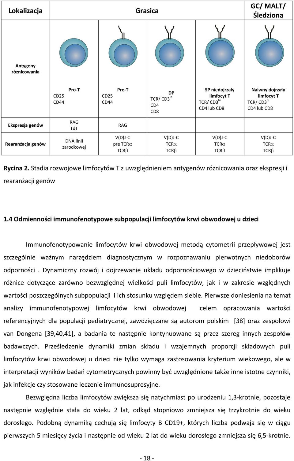 Stadia rozwojowe limfocytów T z uwzględnieniem antygenów różnicowania oraz ekspresji i rearanżacji genów 1.