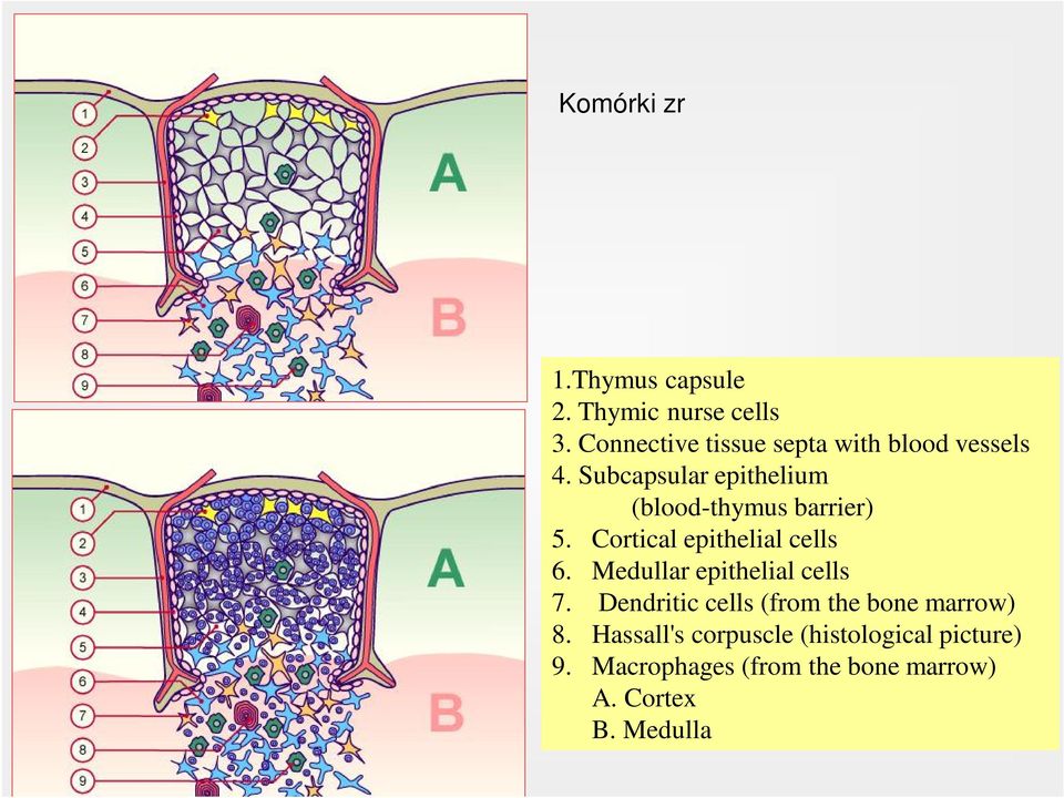 Connective tissue septa with blood vessels 4. Subcapsular epithelium (blood-thymus barrier) 5. Cortical epithelial cells 6.