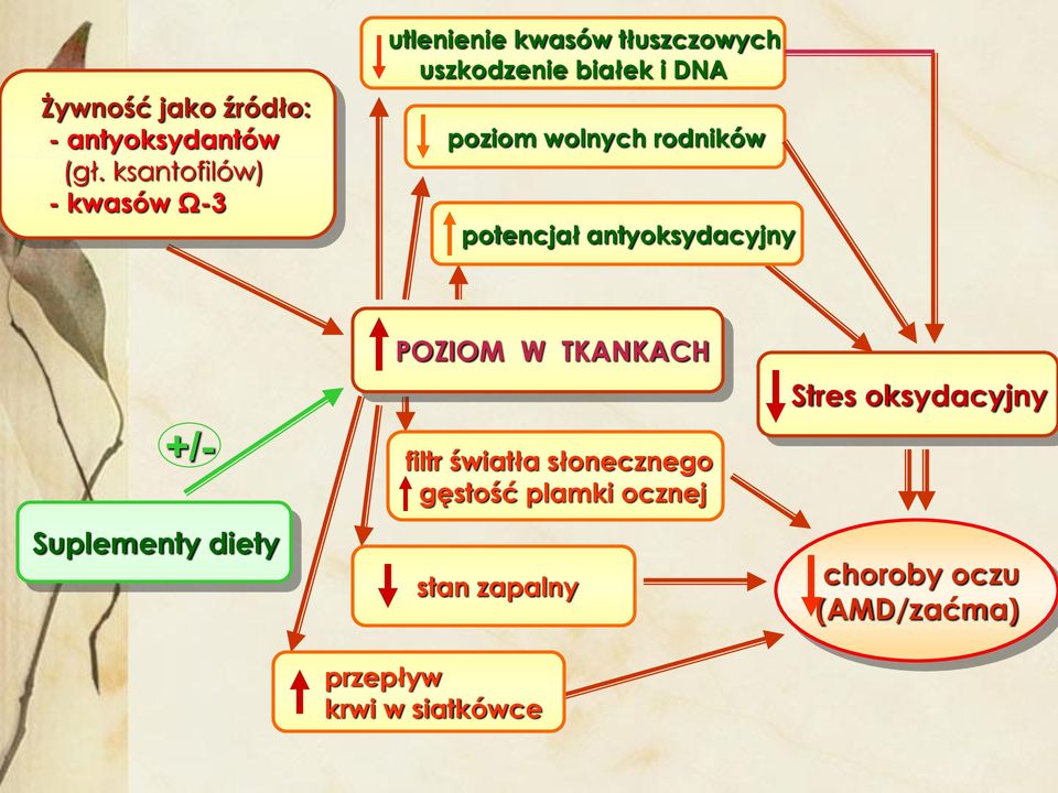 poziom wolnych rodników potencjał antyoksydacyjny +/- Suplementy diety POZIOM W