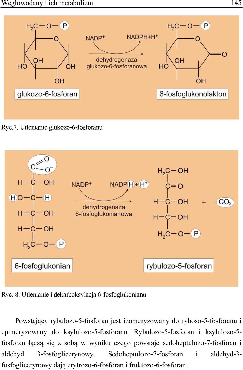 epimeryzowany do ksylulozo-5-fosforanu.