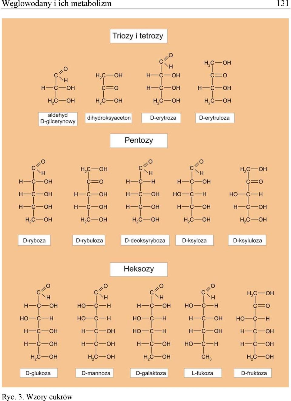 metabolizm