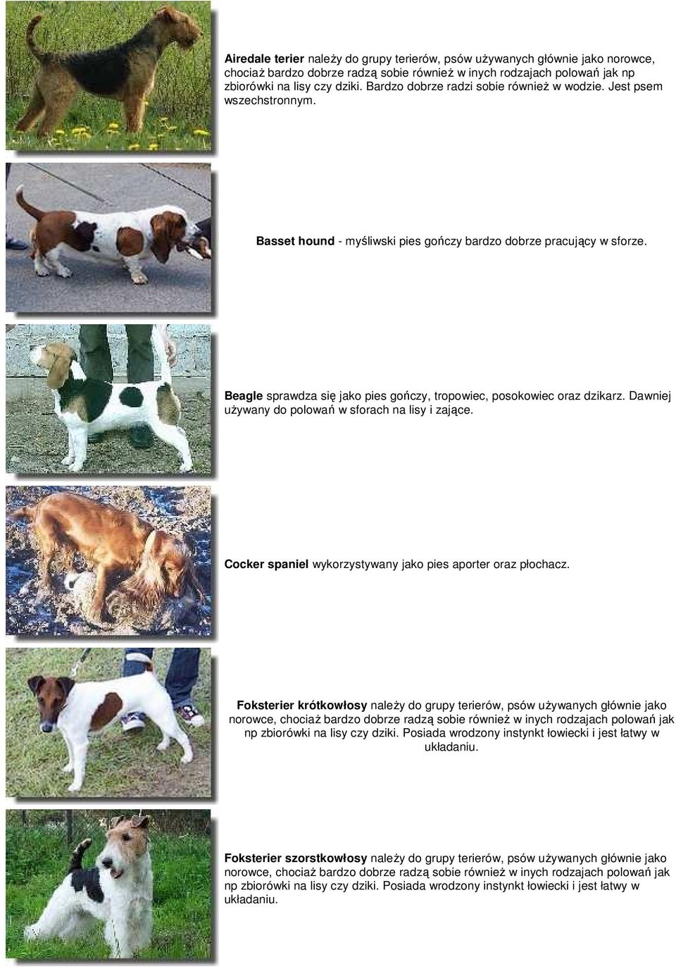 Dawniej uŝywany do polowań w sforach na lisy i zające. Cocker spaniel wykorzystywany jako pies aporter oraz płochacz.
