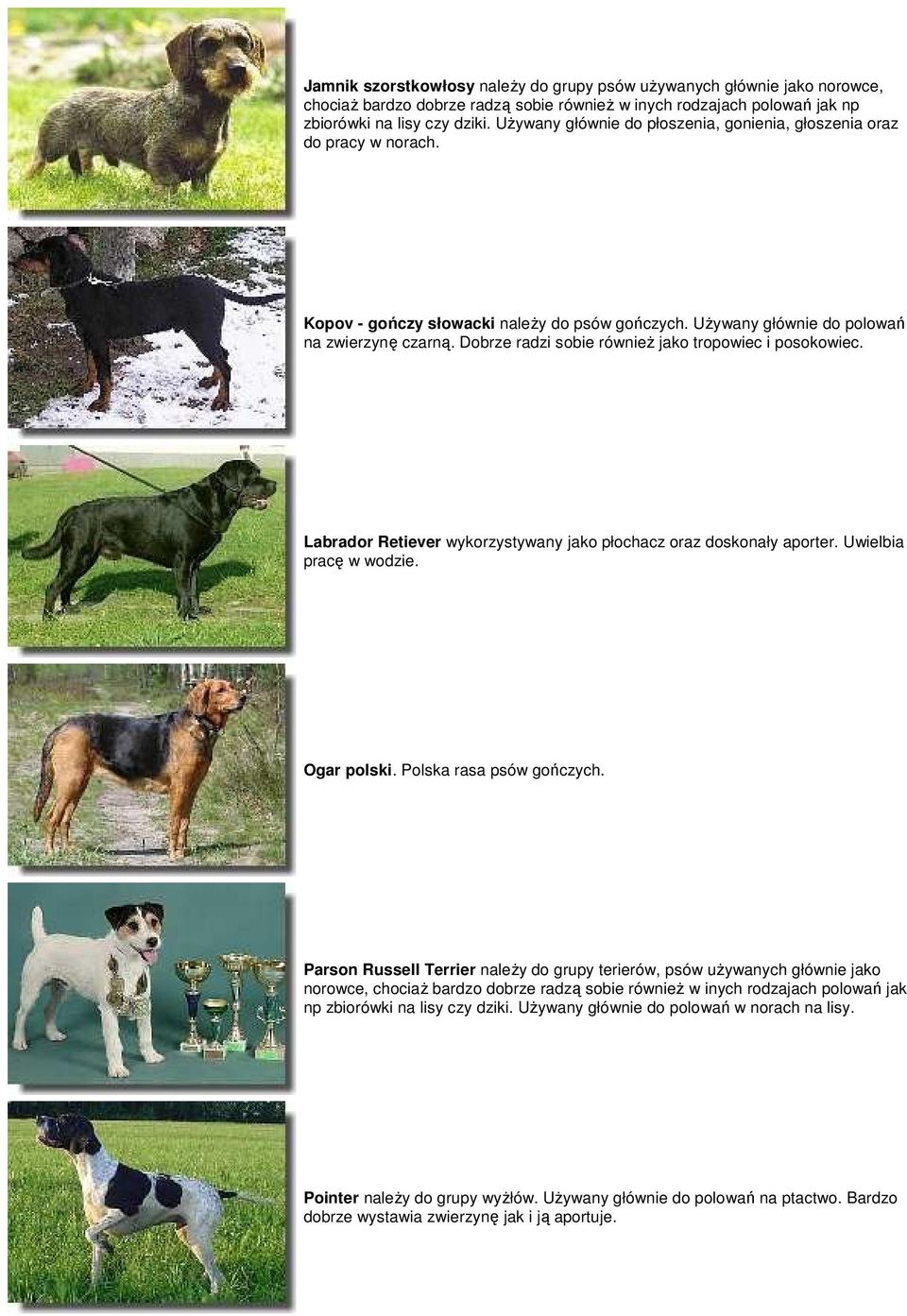Labrador Retiever wykorzystywany jako płochacz oraz doskonały aporter. Uwielbia pracę w wodzie. Ogar polski. Polska rasa psów gończych.