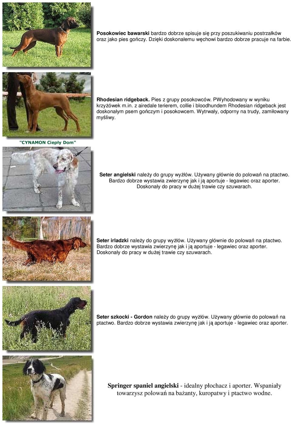 Wytrwały, odporny na trudy, zamiłowany myśliwy. "CYNAMON Ciepły Dom" Seter angielski naleŝy do grupy wyŝłów. UŜywany głównie do polowań na ptactwo. Doskonały do pracy w duŝej trawie czy szuwarach.