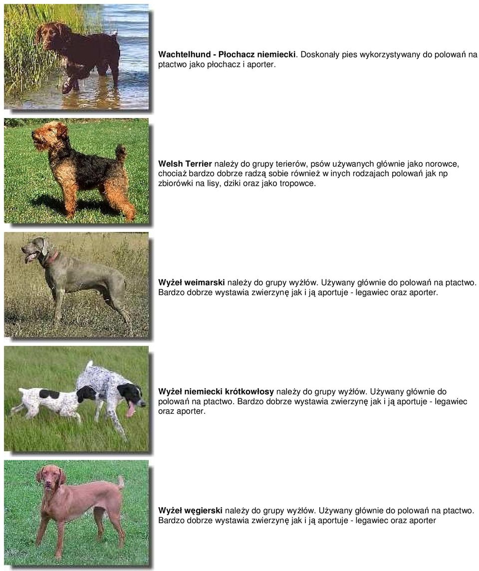 WyŜeł weimarski naleŝy do grupy wyŝłów. UŜywany głównie do polowań na ptactwo. WyŜeł niemiecki krótkowłosy naleŝy do grupy wyŝłów.