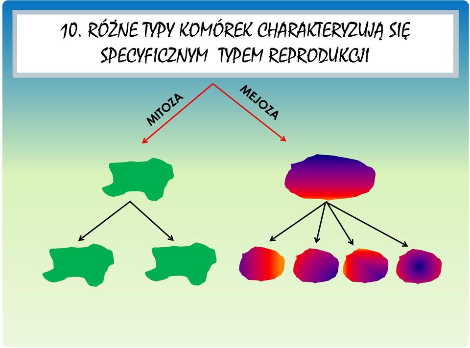 CHARAKTERYZUJĄ