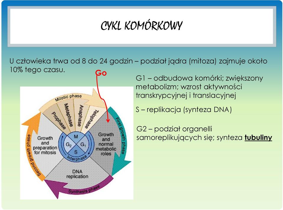 Go G1 odbudowa komórki; zwiększony metabolizm; wzrost aktywności