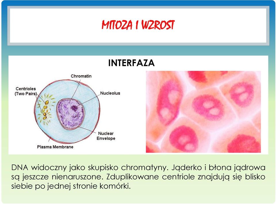 Jąderko i błona jądrowa są jeszcze nienaruszone.