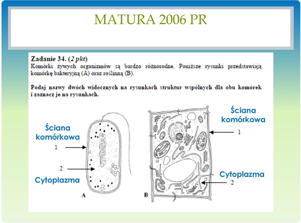 Cytoplazma