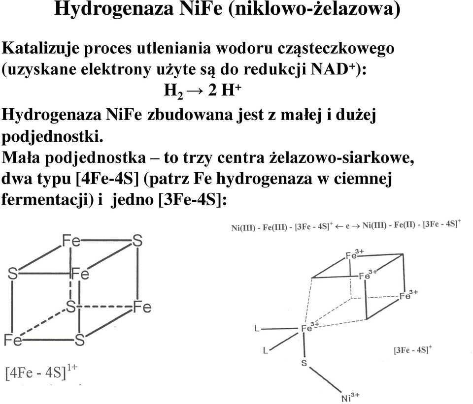 Hydrogenaza NiFe zbudowana jest z małej i dużej podjednostki.